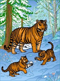 Siberian Tiger from Wild Cats from Jungles to Mountains Coloring Book, colored by a ColoringBits reader